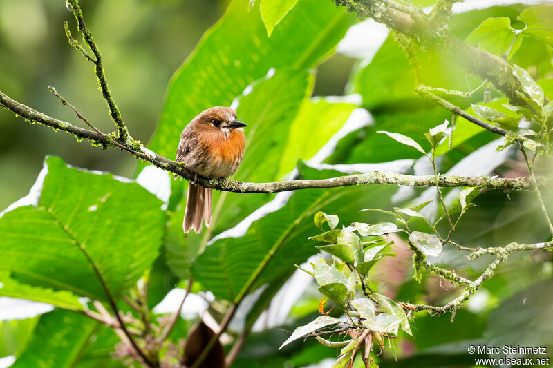 Moustached Puffbird