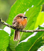 Moustached Puffbird