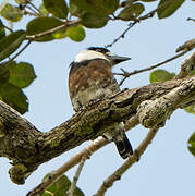 Brown-banded Puffbird