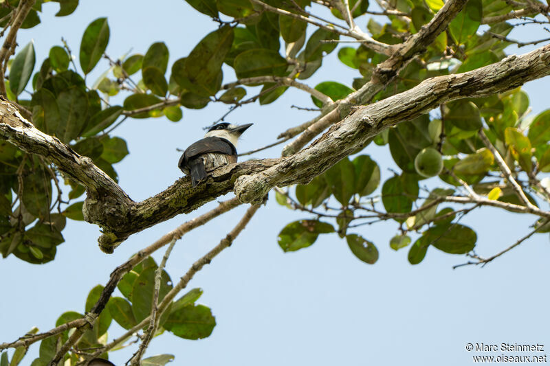 Brown-banded Puffbird