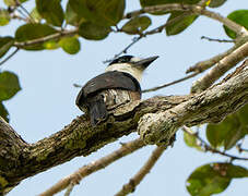 Brown-banded Puffbird