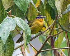 Black-capped Hemispingus