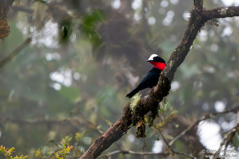 White-capped Tanager