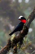 White-capped Tanager