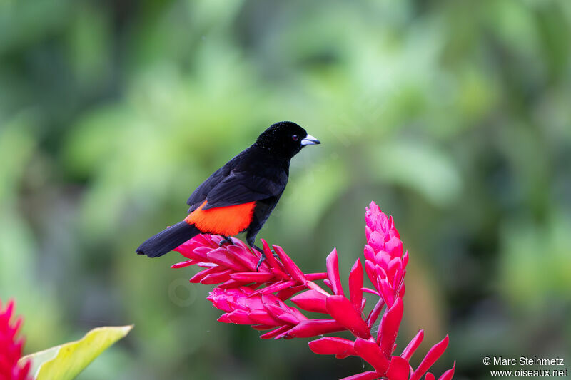 Scarlet-rumped Tanager