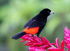 Scarlet-rumped Tanager