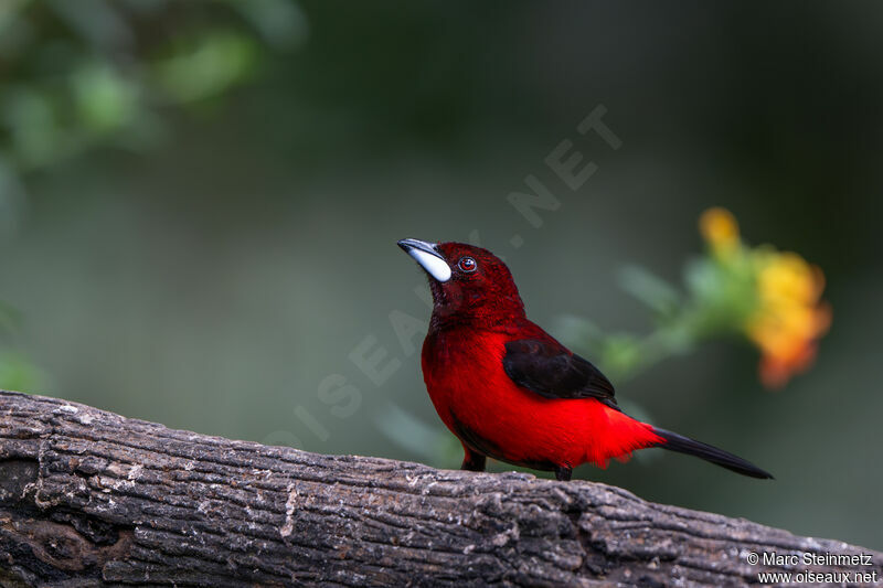 Tangara à dos rouge