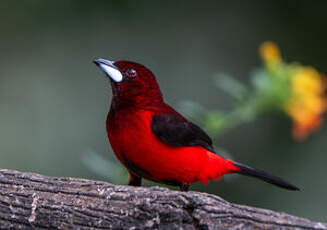 Tangara à dos rouge