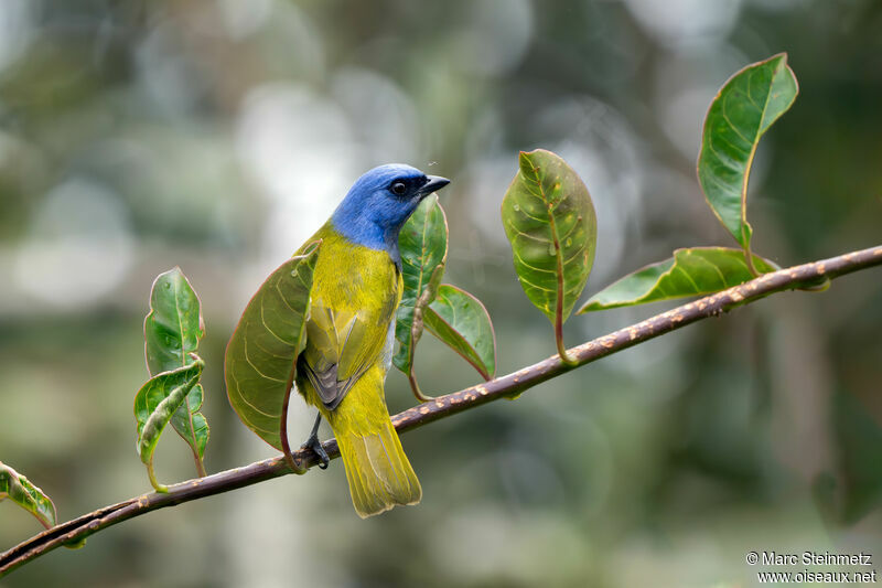 Blue-capped Tanager