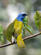 Blue-capped Tanager