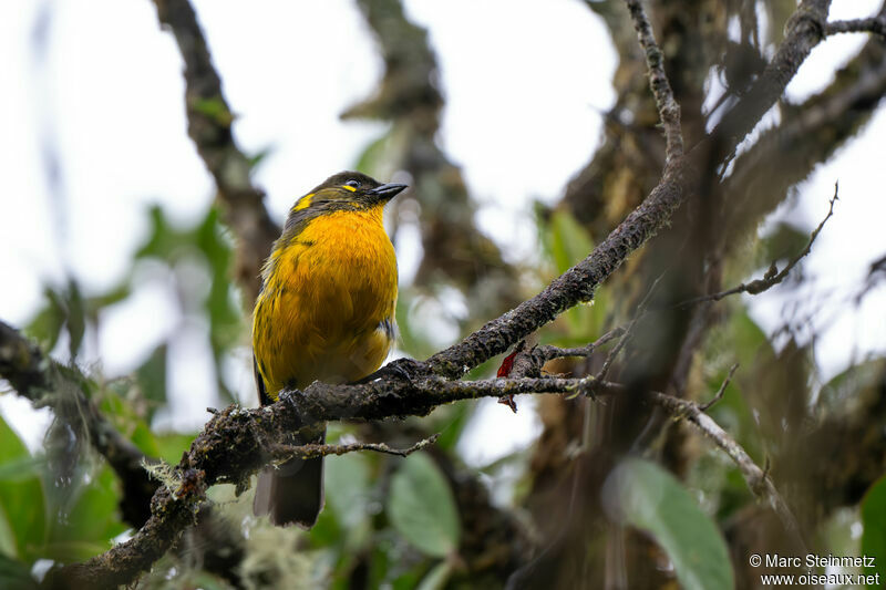 Lacrimose Mountain Tanager