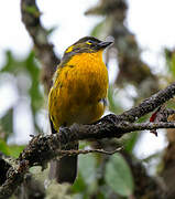 Lacrimose Mountain Tanager