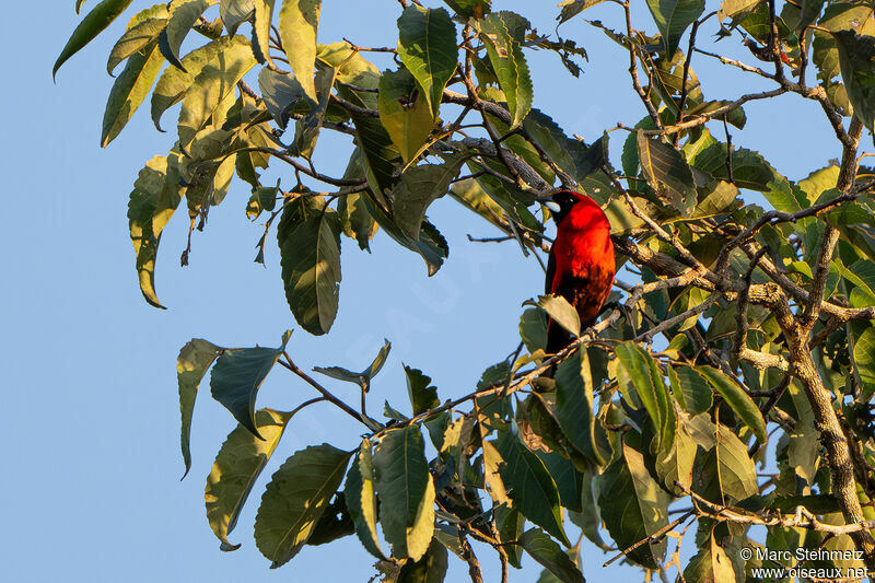 Masked Crimson Tanager