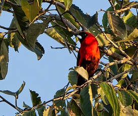 Tangara masqué