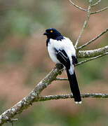 Magpie Tanager