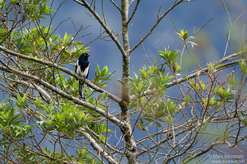 Magpie Tanager