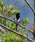 Magpie Tanager