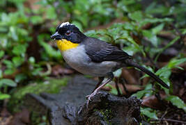 White-naped Brushfinch