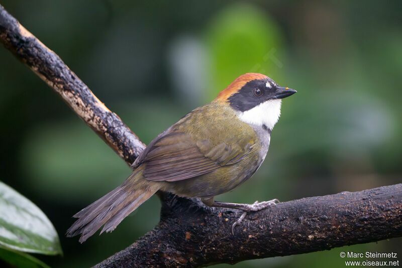 Chestnut-capped Brushfinch