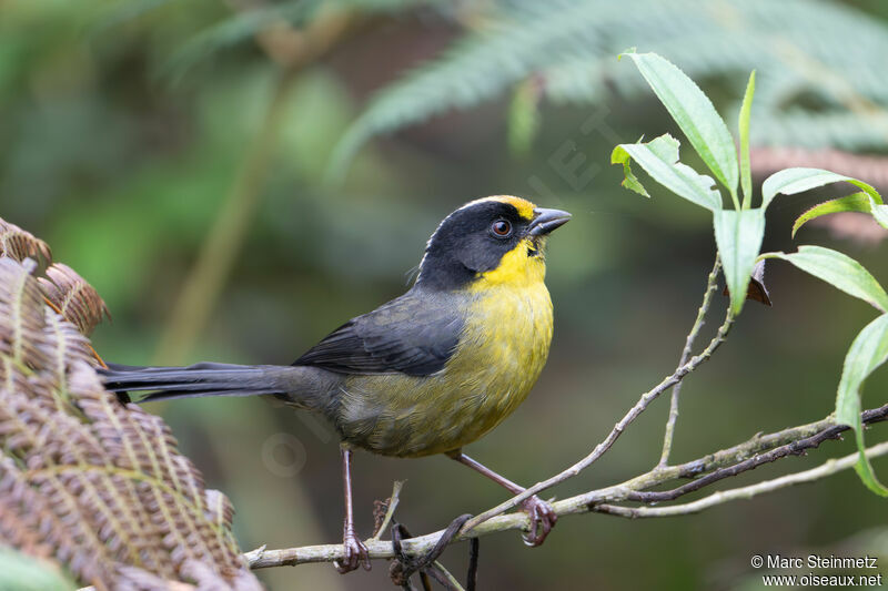 Pale-naped Brushfinch