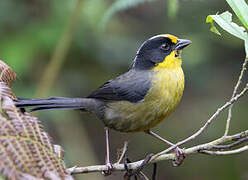 Pale-naped Brushfinch