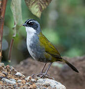 Grey-browed Brushfinch