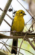 Yellow-headed Brushfinch