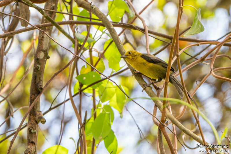 Yellow-headed Brushfinch