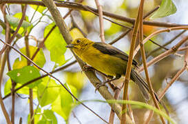 Yellow-headed Brushfinch