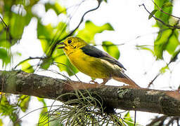 Yellow-headed Brushfinch