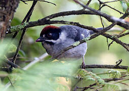 Slaty Brushfinch