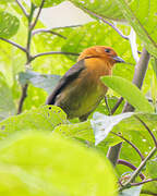 Ochre-breasted Brushfinch