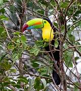 Keel-billed Toucan