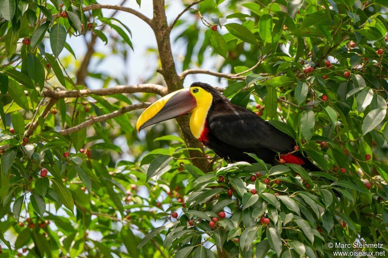 Yellow-throated Toucan