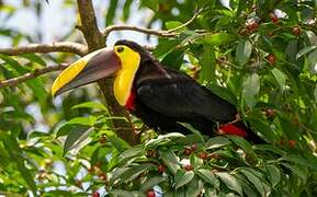 Yellow-throated Toucan