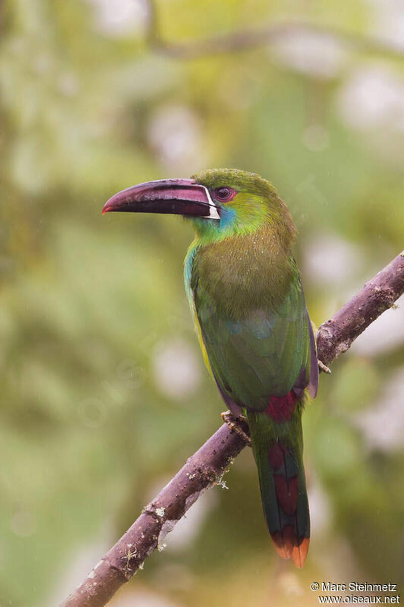 crimson rumped toucanet