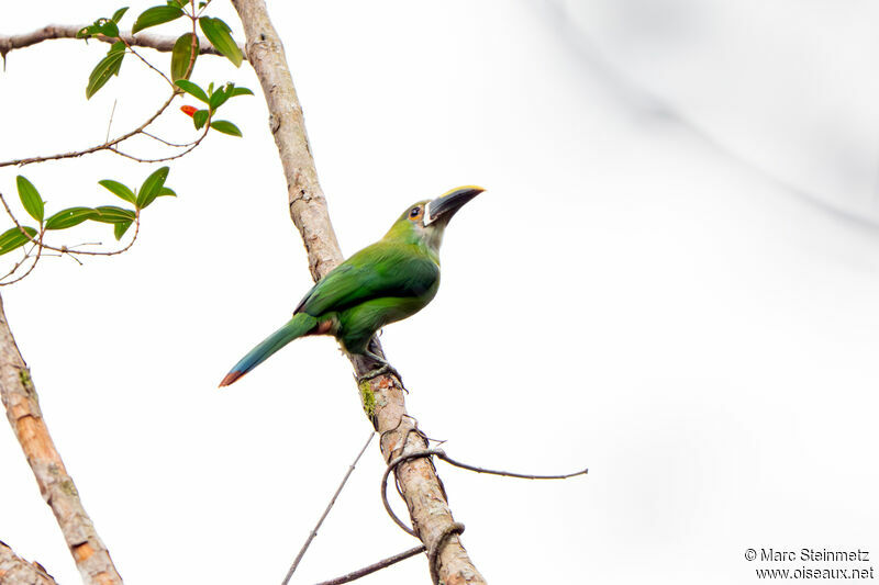 Toucanet des Andes