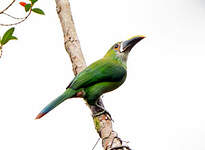 Toucanet des Andes