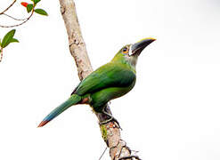 White-throated Toucanet