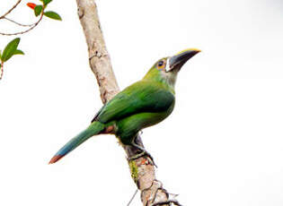 Toucanet des Andes