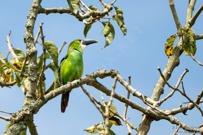 Toucanet des Andes