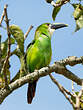 Toucanet des Andes