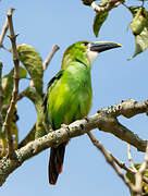 White-throated Toucanet