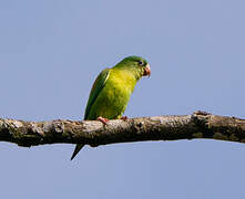 Orange-chinned Parakeet