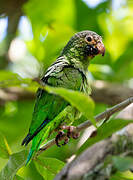 Cobalt-winged Parakeet