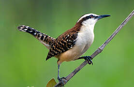 Rufous-backed Wren