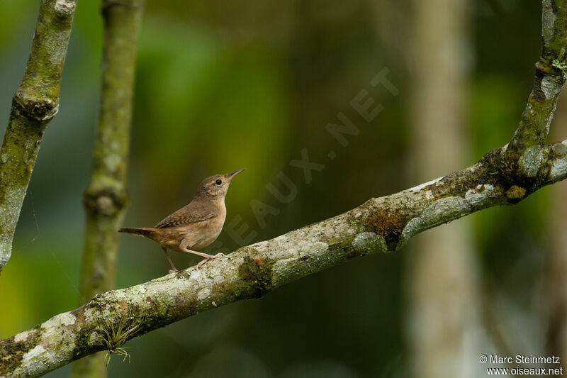 Southern House Wren