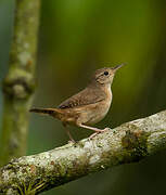 Southern House Wren