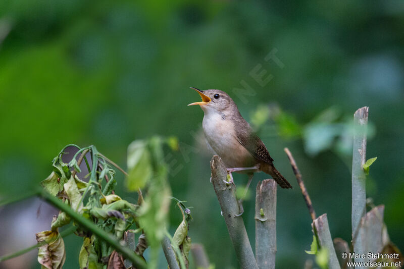 Southern House Wren