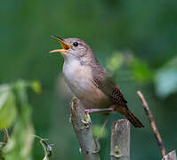 Southern House Wren